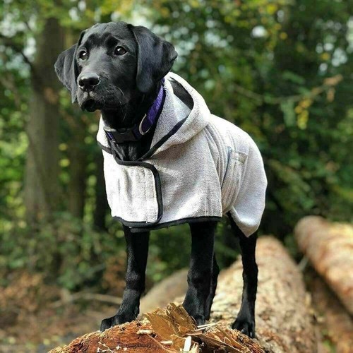 Happy pet groom - pet, dog