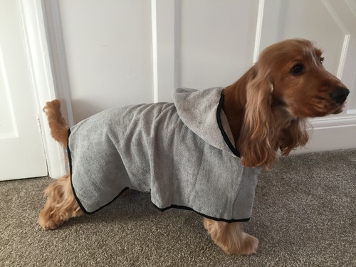 Dog drying coat the - drying,
