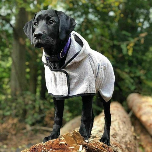 Happy pet groom - pet,